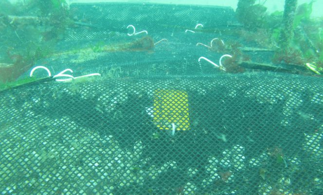 La Belle Fermanvillaise