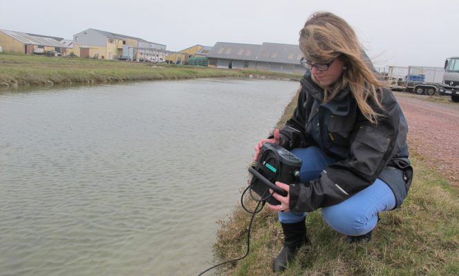 Élevage de seiches (sépions ou supions)