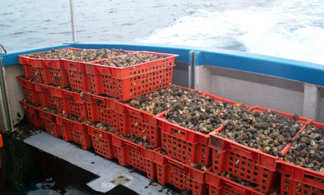 Poursuite des recherches sur le bulot