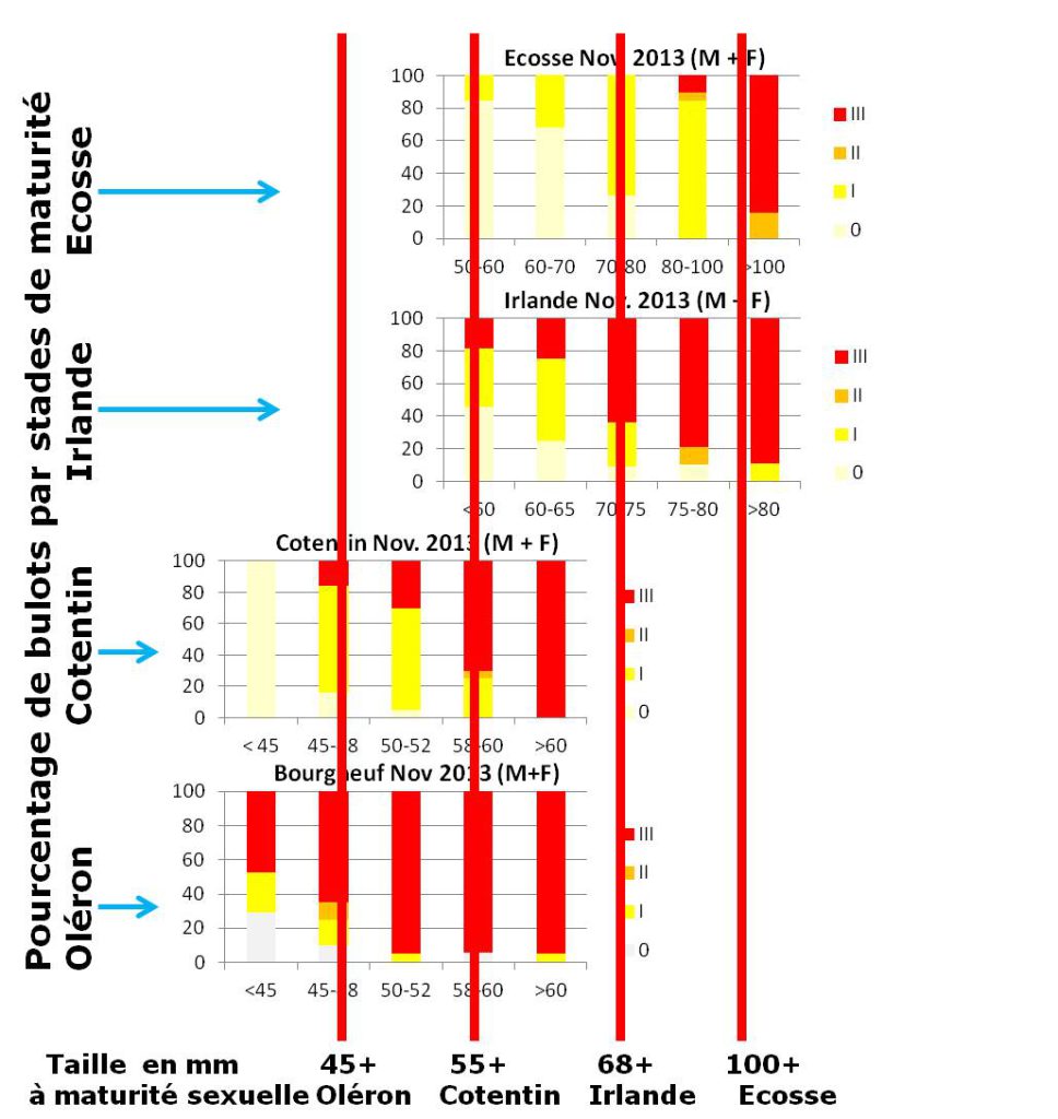 Pourcentage de bulots à maturité