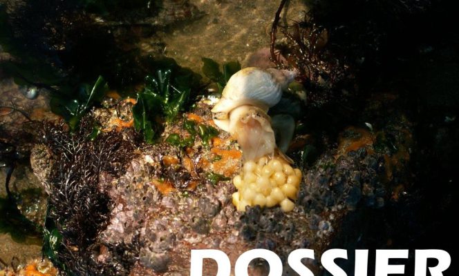 Changements climatiques : pêche aux bulots en danger ?