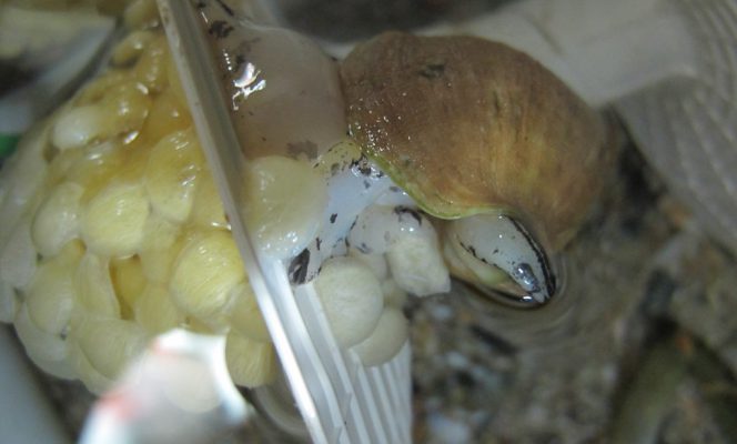 Le bulot, espèce sentinelle pour le climat