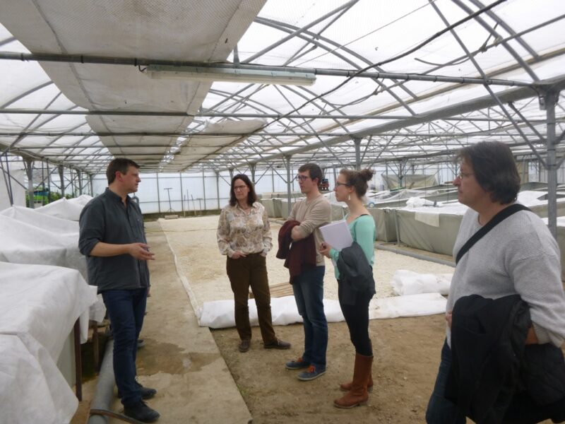 Élevage de grenouilles