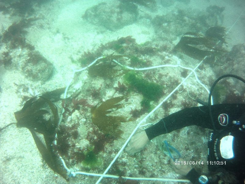 Le SMEL plonge sur les algues.