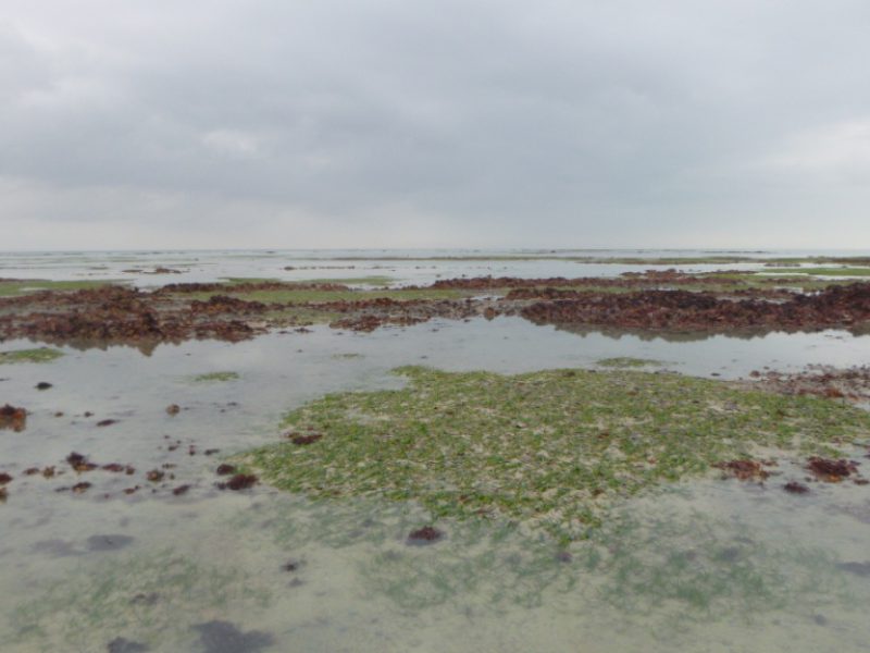 La pêche à pied attentive à l’environnement