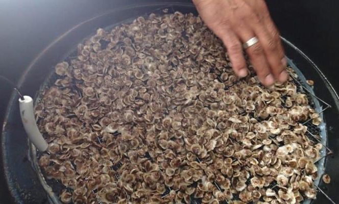 Electrolyse de l’eau de mer : salutaire pour la croissance et la survie des huîtres creuses ?