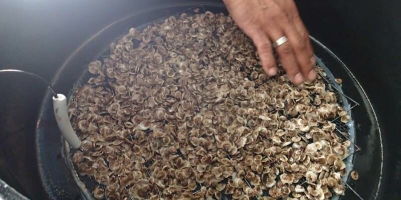 Naissain d’huîtres en expérimetation dans les locaux du SMEL (SMEL)