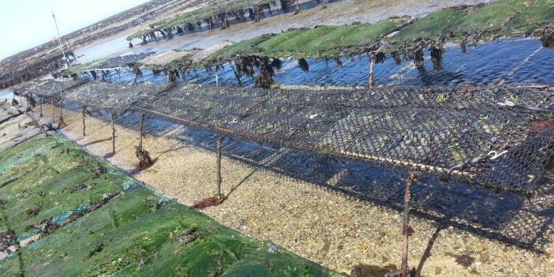 Replicats terrain de l’expérimentation (mani VIASPE) (SMEL)