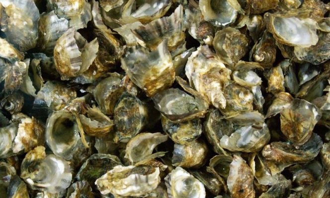 Analyse d’informations relatives aux mortalités estivales dans la Manche.