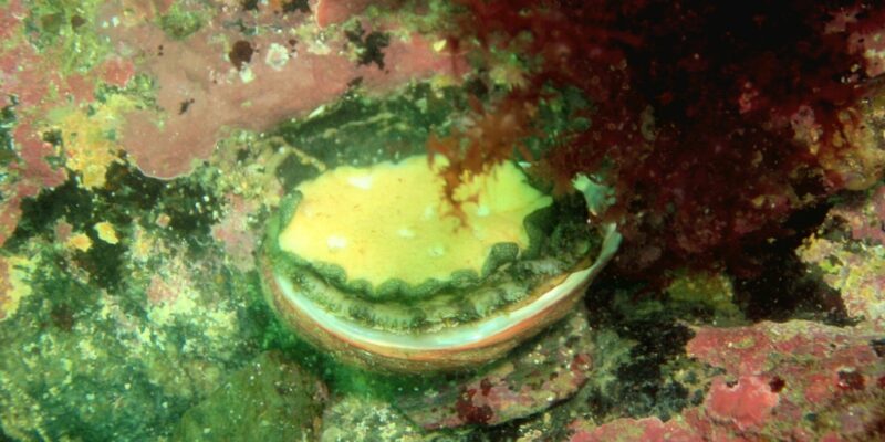 Ormeau malade observé dans le milieu naturel par les plogeurs du SMEL (@SMEL)