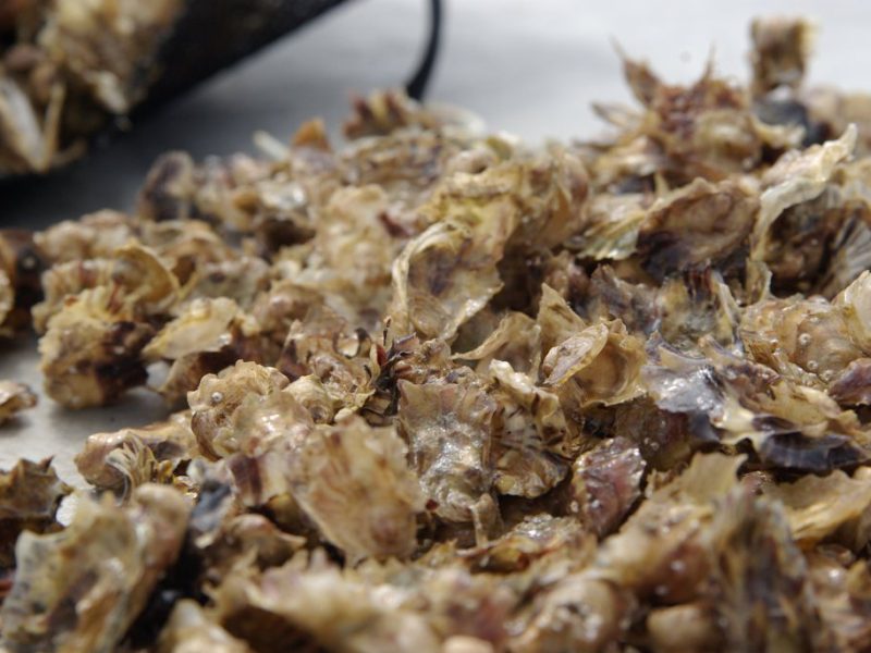 Évolution des mortalités de naissain d’huîtres entre 2009 et 2017