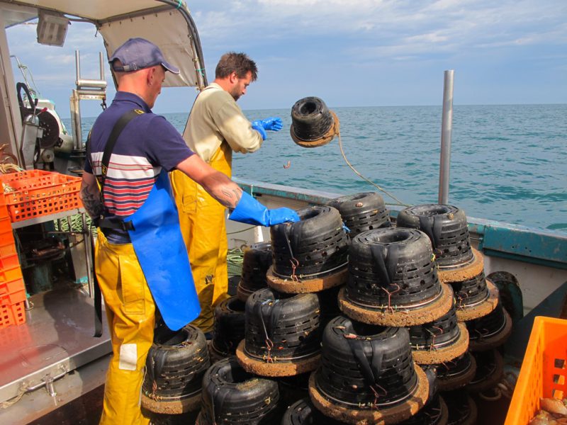 Raréfaction de la ressource bulot  face au changement climatique …