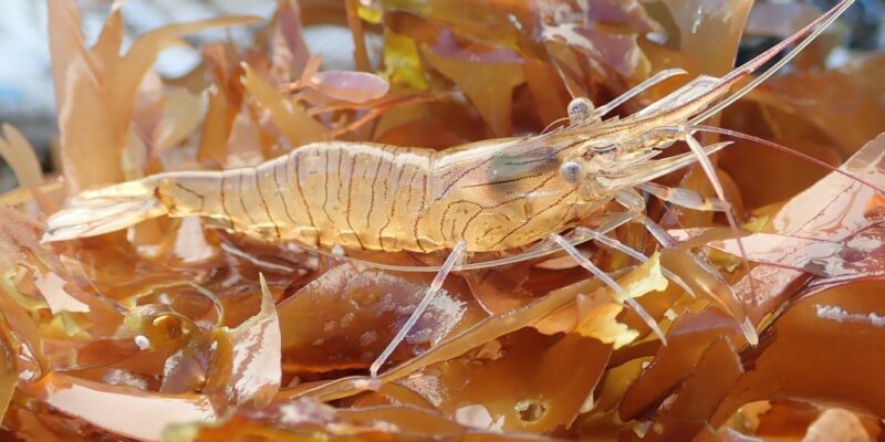 Palaemon serratus (photo SMEL)