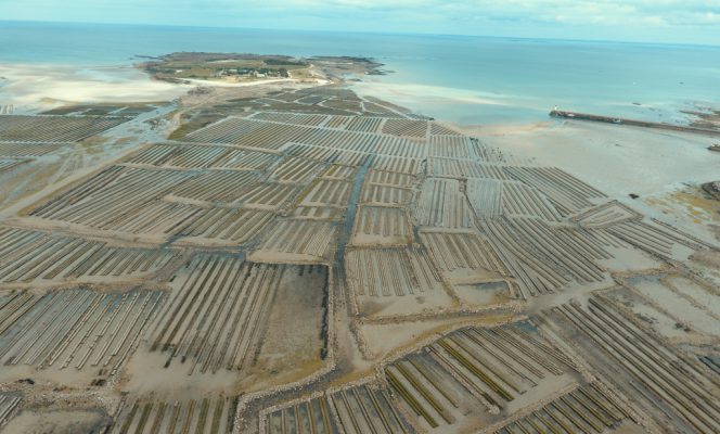 Mortalité des huîtres en Normandie : bilan de la saison 2020