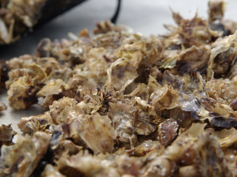 Retour des mortalités de naissains d’huîtres creuses en Normandie