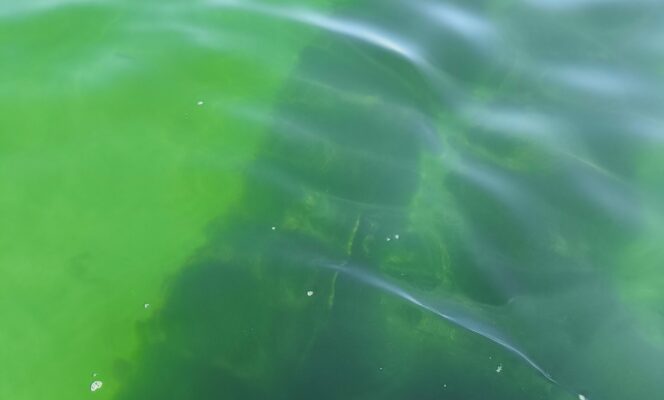 Suivi à long terme de la dynamique hydrologique et des biomasses phytoplanctoniques dans 3 grands secteurs conchylicoles de la Manche.