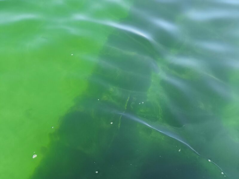 Suivi à long terme de la dynamique hydrologique et des biomasses phytoplanctoniques dans 3 grands secteurs conchylicoles de la Manche.