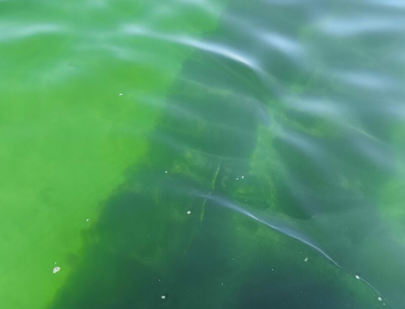 Suivi à long terme de la dynamique hydrologique et des biomasses phytoplanctoniques dans 3 grands secteurs conchylicoles de la Manche.