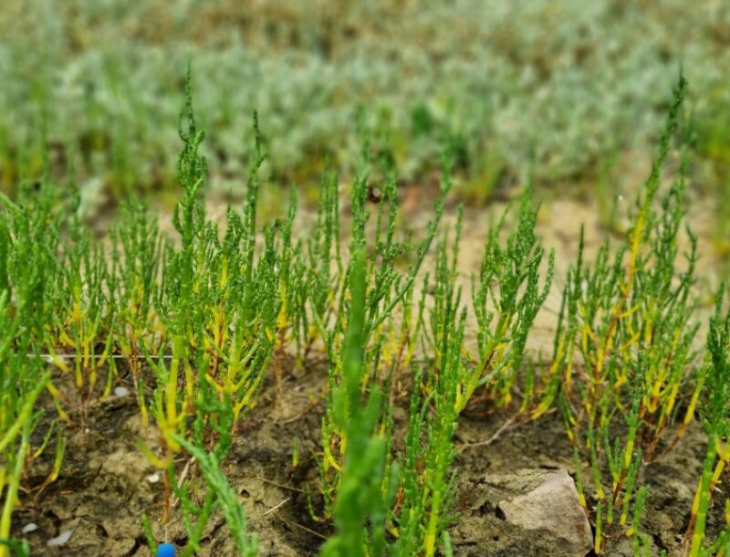 La culture de la salicorne en Normandie : diversifier l’économie conchylicole