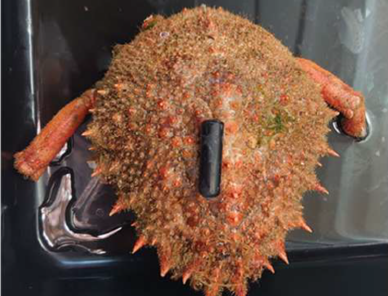 SPIDER : retour sur le second comité de pilotage.