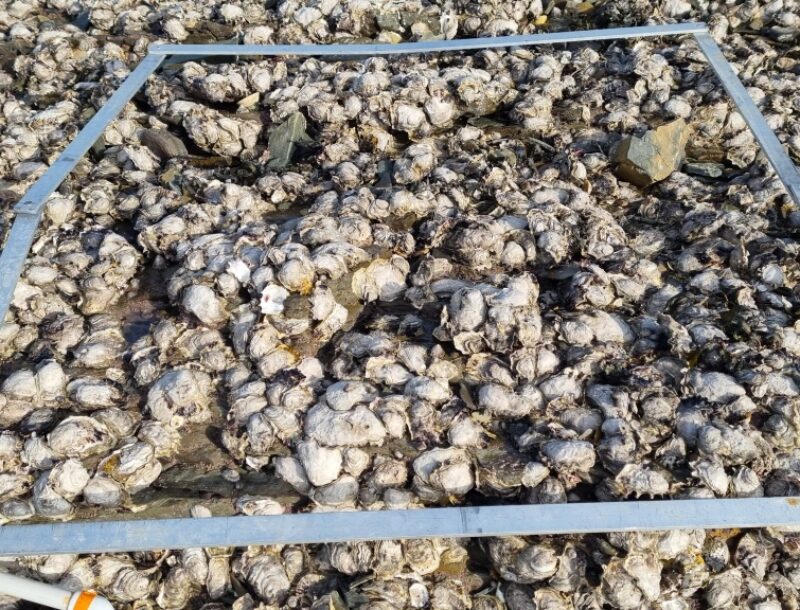 Une colonisation des huîtres sur les côtes normandes en forte augmentation.