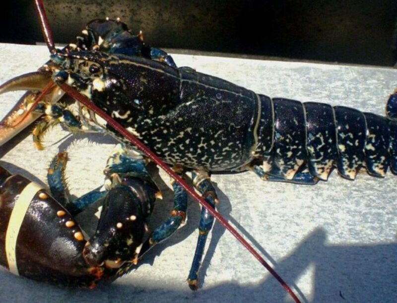 Pêche scientifique dans le cantonnement de Blainville sur Mer