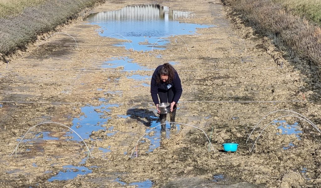 Semis de salicornes (@SMEL)